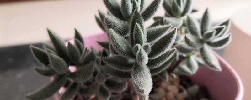 绒针(Crssul养多长时间会开花