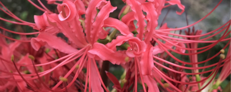 石蒜养多长时间会开花