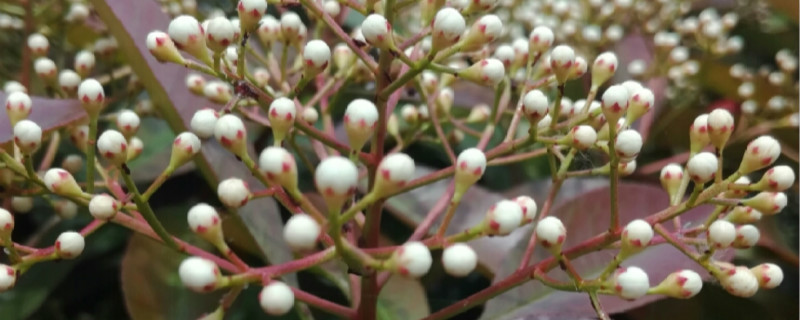 石楠花养多长时间会开花