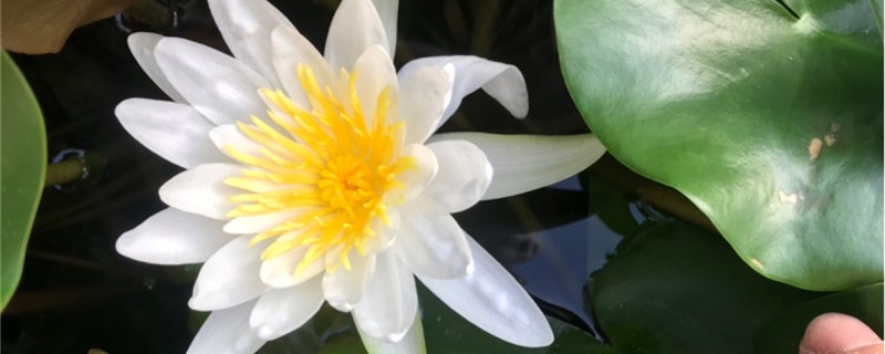 白色睡莲的花语 白色睡莲的花语