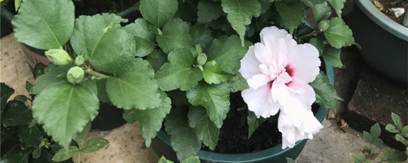 白色木槿花花语