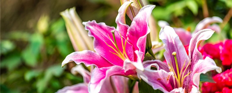 水培百合花能生根吗 水培百合花能生根吗