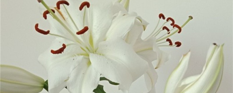 百合盆栽冬季保养方法 百合盆栽冬季保养方法