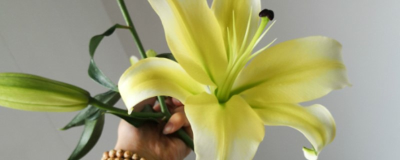家庭怎样种植百合花