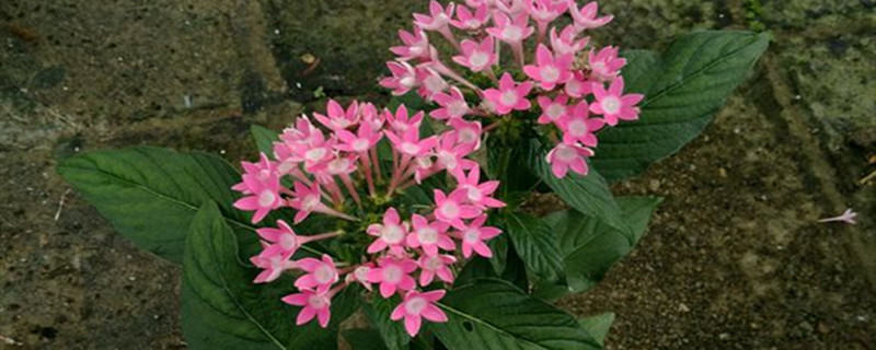 雨伞花养多长时间会开花