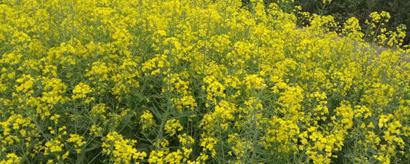 油菜花养多长时间会开花