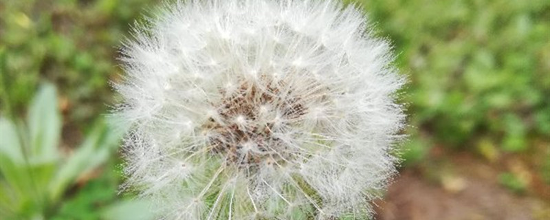 蒲公英养多长时间会开花