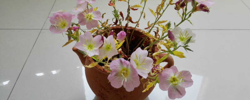 月见草养多长时间会开花