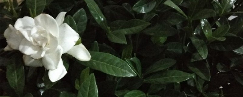 栀子花养多长时间会开花