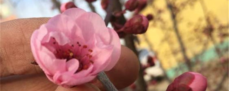 紫樱李梅有没有花和果实