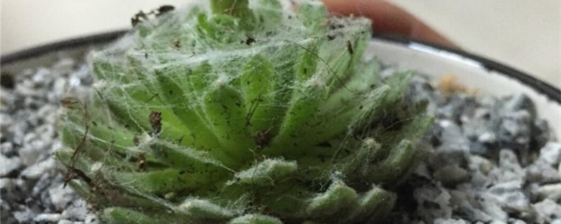 蛛丝卷绢有没有花和果实