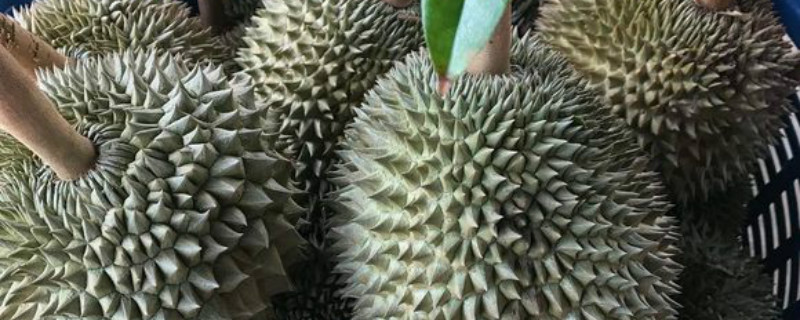 榴莲养多长时间会开花 榴莲养多长时间会开花