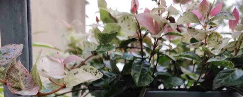 五彩络石有没有花和果实 五彩络石有没有花和果实