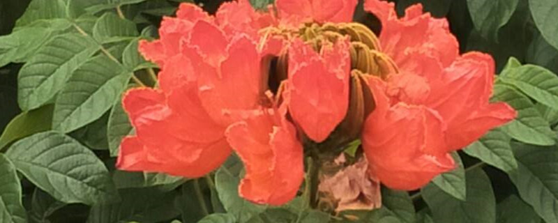 无忧花有没有花和果实