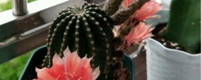 仙人球有没有花和果实