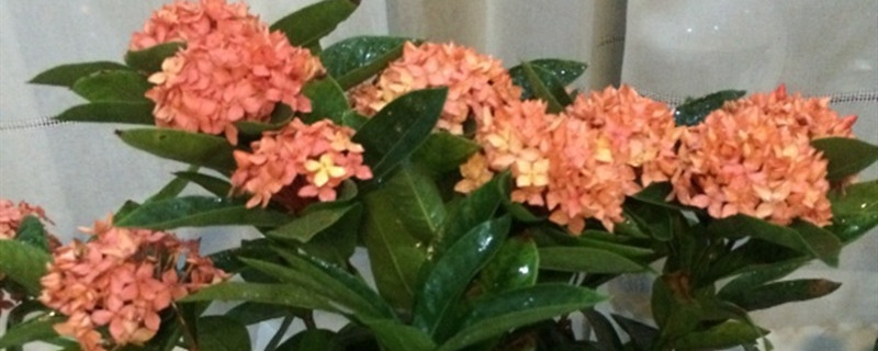 仙丹花有没有花和果实