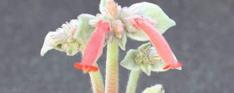月宴有没有花和果实