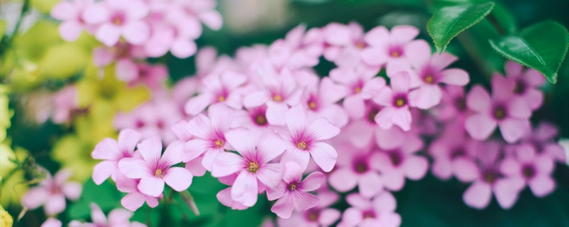 长春花有没有花和果实