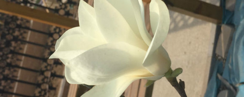 玉兰有没有花和果实 玉兰有没有花和果实