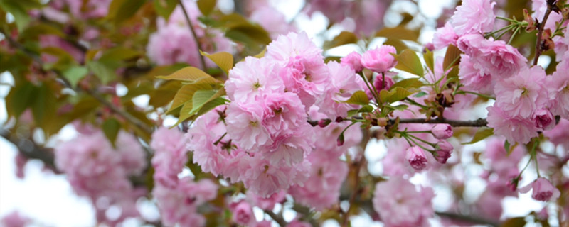 樱花有没有花和果实 樱花有没有花和果实