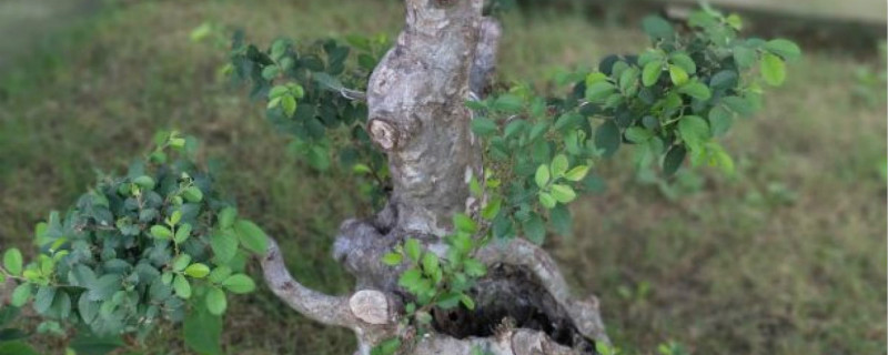 榆树有没有花和果实