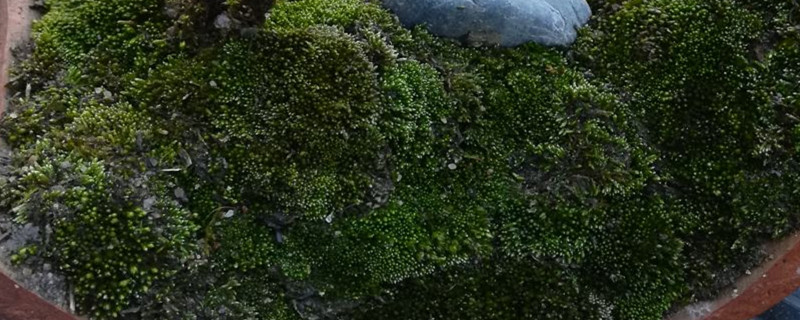 苔藓有没有花和果实 苔藓有没有花和果实