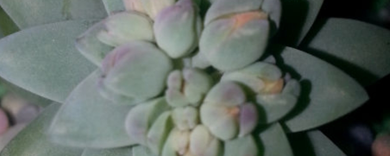 树冰有没有花和果实 树冰有没有花和果实