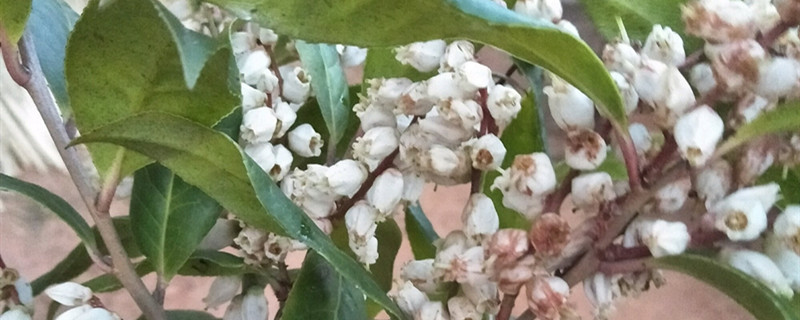 马醉木有没有花和果实