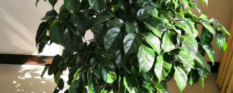 绿宝树有没有花和果实