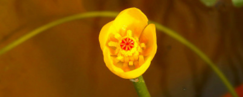 萍蓬草有没有花和果实