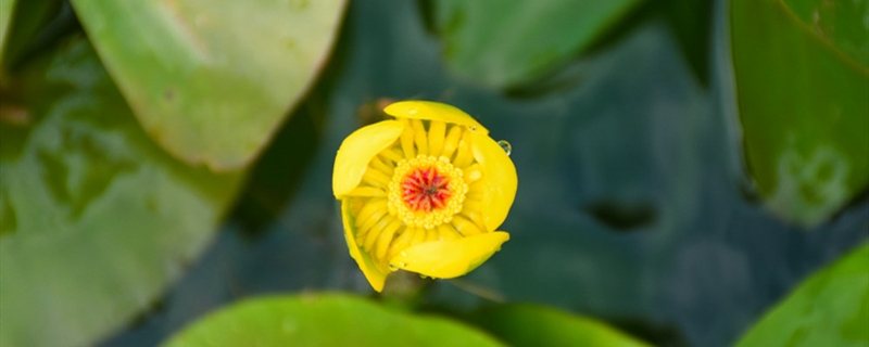 萍逢草有没有花和果实