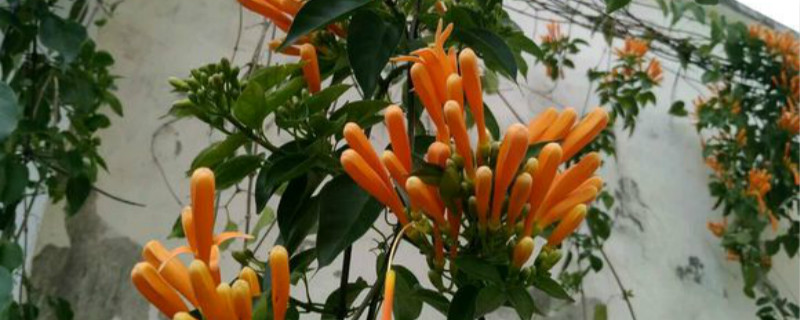炮仗竹有没有花和果实 炮仗竹有没有花和果实