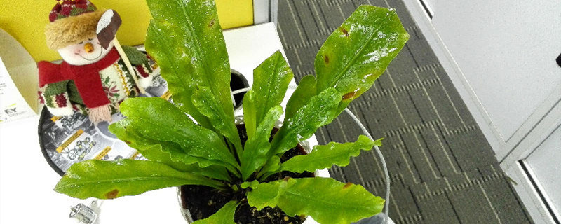 鸟巢蕨有没有花和果实