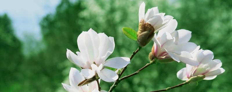 木兰有没有花和果实 木兰有没有花和果实
