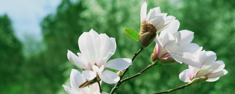 木兰花有没有花和果实