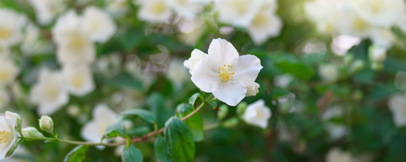 茉莉花有没有花和果实