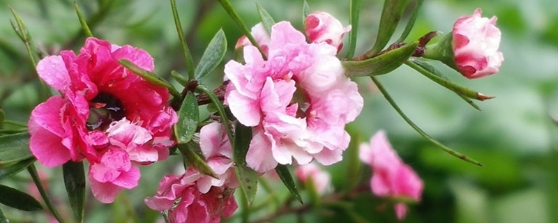 梅花有没有花和果实