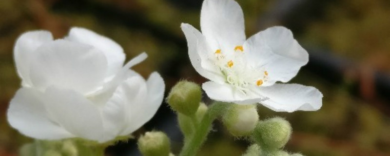 茅膏菜有没有花和果实