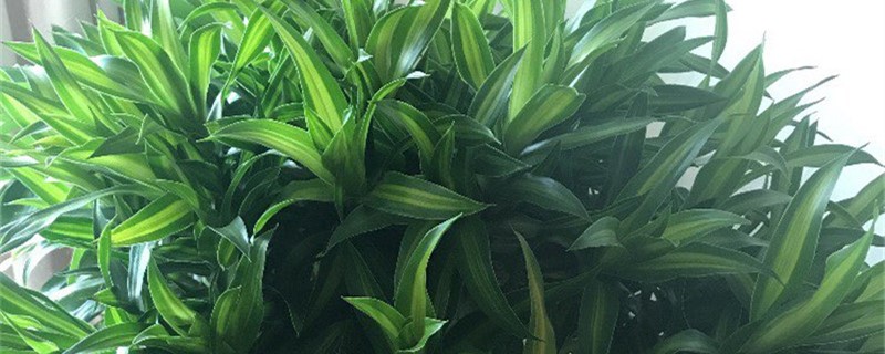 百合竹有没有花和果实