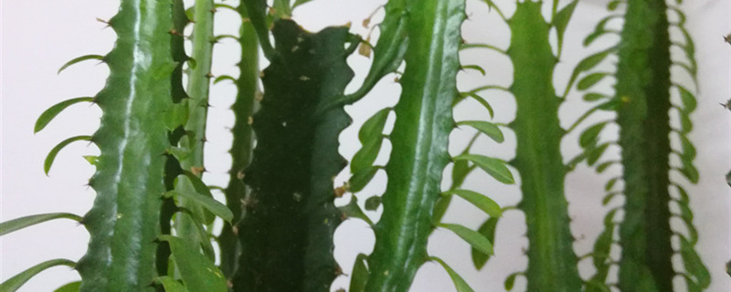 龙骨花有没有花和果实 龙骨花有没有花和果实