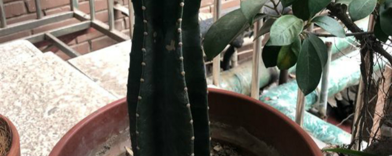 量天尺有没有花和果实 量天尺有没有花和果实