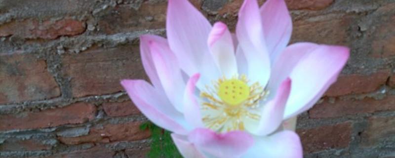 莲花有没有花和果实