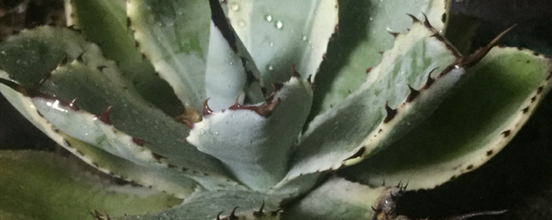 雷神有没有花和果实