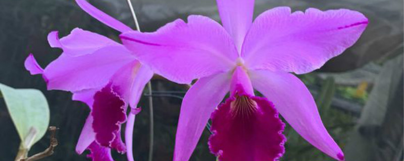 卡特兰有没有花和果实 卡特兰有没有花和果实