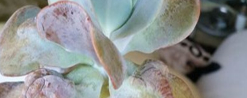 卡梅奥有没有花和果实