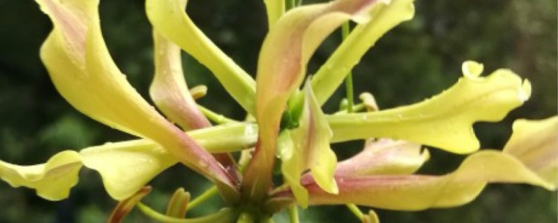 嘉兰有没有花和果实 嘉兰有没有花和果实
