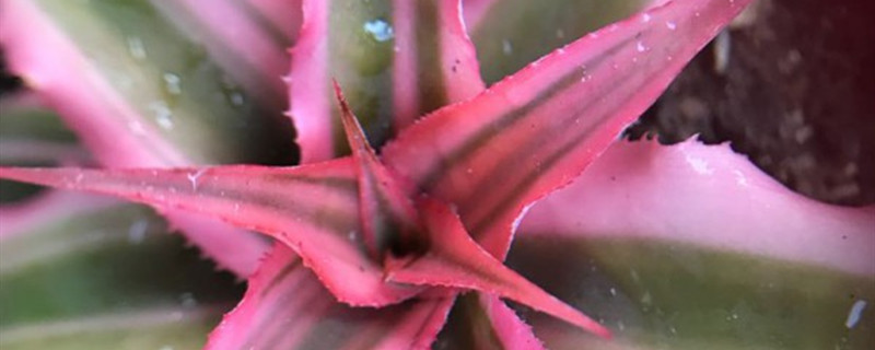姬凤梨有没有花和果实 姬凤梨有没有花和果实