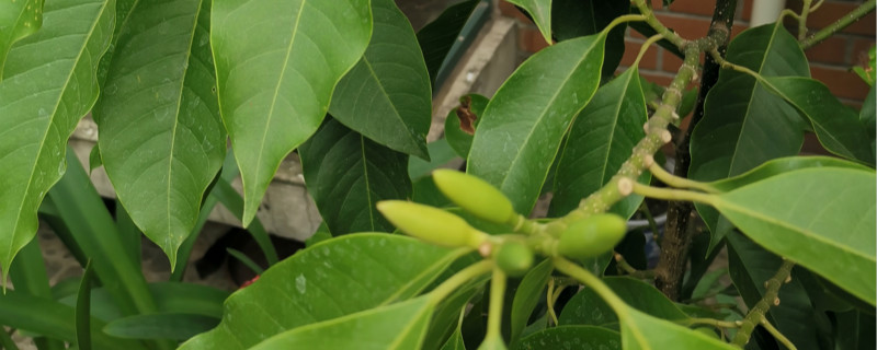 黄桷兰有没有花和果实 黄桷兰有没有花和果实
