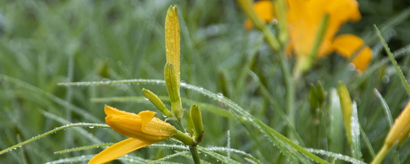 黄花菜有没有花和果实