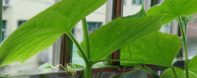 黄瓜有没有花和果实 黄瓜有没有花和果实
